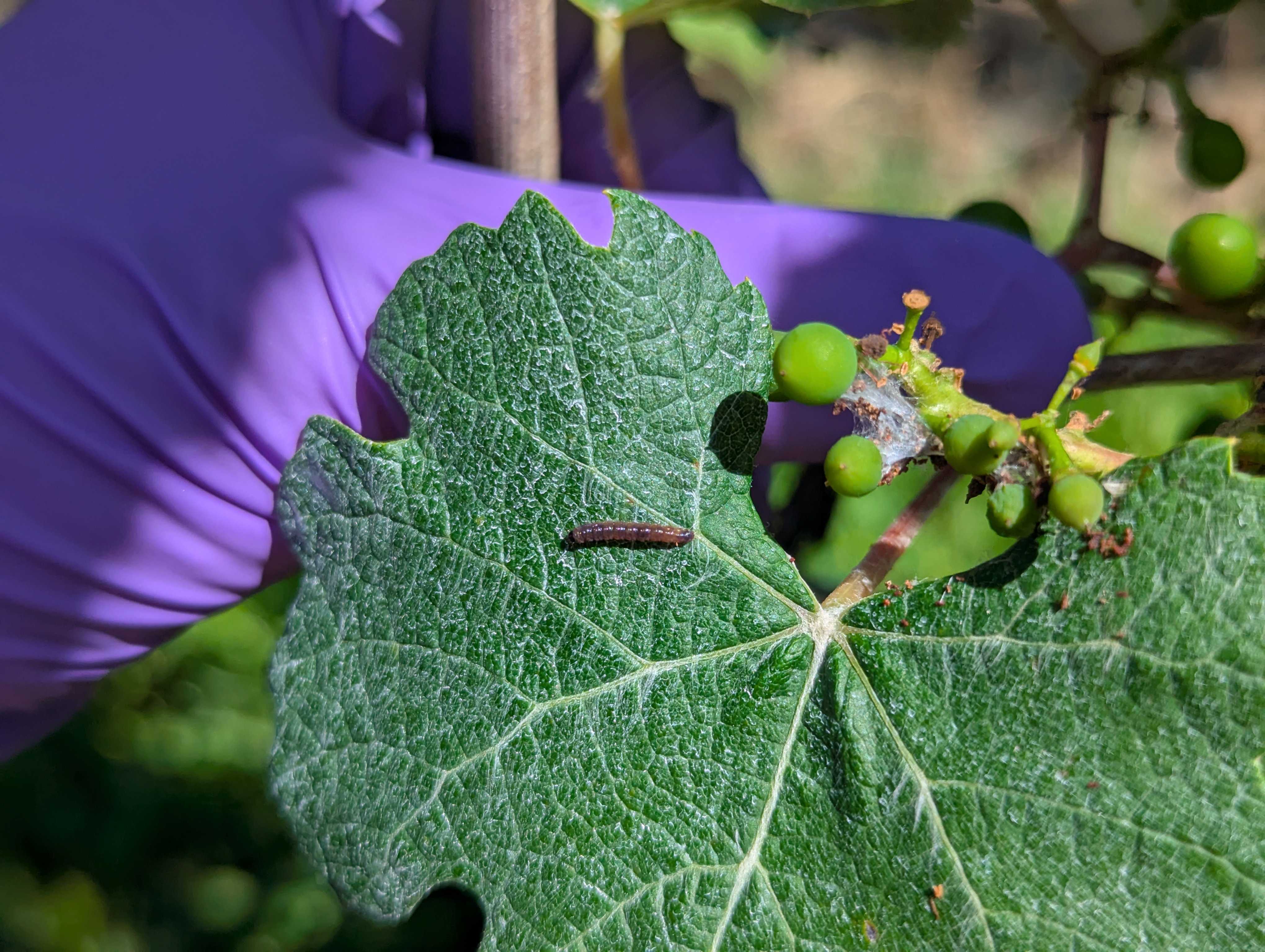 Feeding on a grape leaf by grape berry moth larvae.